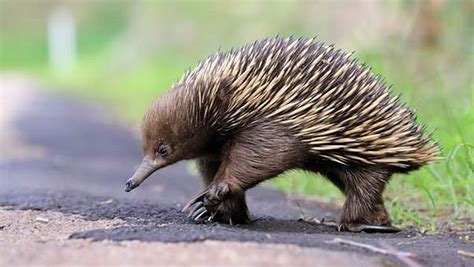 australia most famous animal